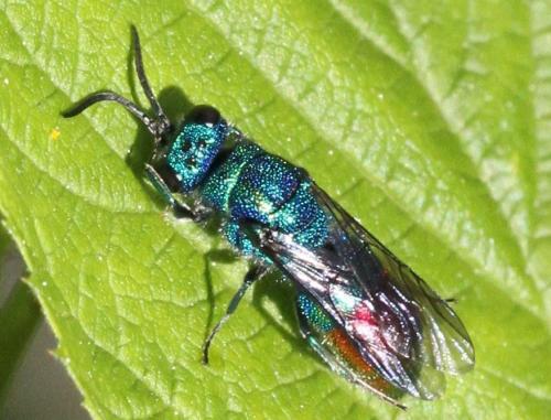 Réf. 257 253 : Chrysis fulgida